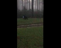 Woman insult bear that stole her trash