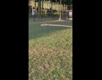 Brown snake on grass 