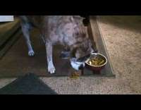 Dog picks out green beans from bowl