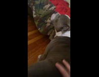 Guy talk and rub back of dog