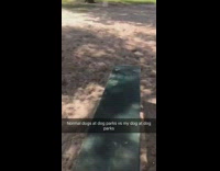 Collab Clips mpugc - Dog at park hanging from tree branch