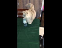 Cat removes water cap from the bottle