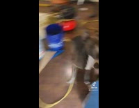 Owner in paint suit scares pet dog