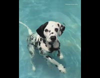 Dalmatian dog treads water in a pool 