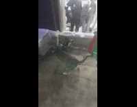 Dog barks at mannequin inside the store