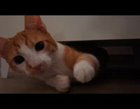 Orange and white cat under coffee table 