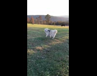 Large white dog rolls around grass sunset