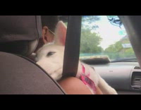 Girl car white puppy dog pink harness 