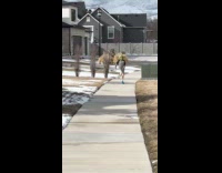 Kid in yoda mask run on sidewalk