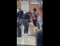 Emotional relief golden retriever dog in airport 