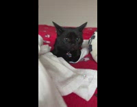 Black cat laying in bed red blanket