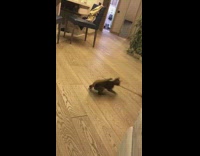 Small kitten spins around stick 