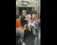Dog lays on guys lap on train 