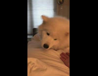 Samoyed puppy lies in bed and holds hands with owner 