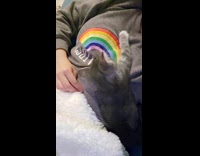 Kitten lay on chest of girl rainbow shirt