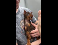 Puppy playing with hooman biting hand