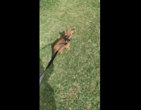 Brown dachshund dog bites carries large leaf 
