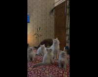 Lots of cats on bed play with toy