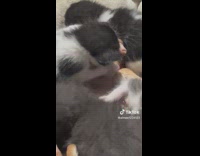 Dog in bed covered by kittens 