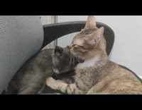 Tabby cat lick head of grey cat on chair