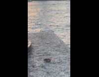 Collab WINY - Wasp eating looks like twerking during sunset