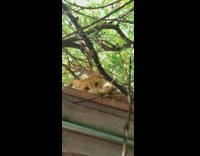 Guy greet orange cat lay on roof