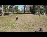 Crested caracara bird attacks pigeon by a hand signal