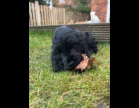 Black dog lies down eats dried leaves