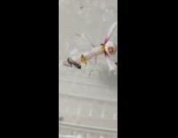 Pink white mantis eats fruit fly bug