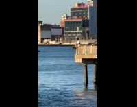 Collab winy - Man shout at the edge of pier railings