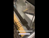 Penguin costume subway station