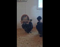 Black silkie gets excited when being called