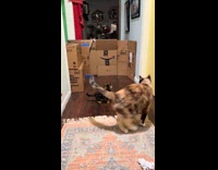 Kitten left behind adult cats jumps over box