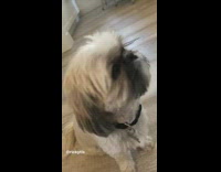 Dog with big eyes has long eyelashes