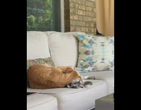 Cat choke slams cat on couch