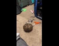 Cat playing with foldable scratcher 