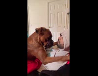 Collab PubityPets - Clingy Dog Throws Tantrum at Man on Bed