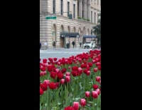Turkey wanders on field of red flowers