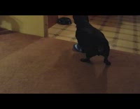 Black wiener dog digs blue frisbee toy on floor and makes squeaking noise
