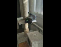Black cat plays with green tower toy 