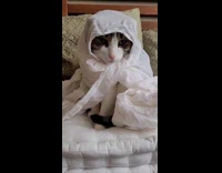 Cat wear white cloth like hoodie robe