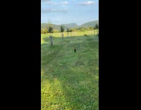 Guy talk scare away young brown goat