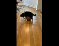 Black white puppy basketball stuck under belly