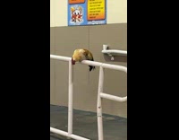 Collab BitchMP - Rooster on car wash railing