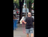 Collab WINY - Man walk on crosswalk cockatoo on hand