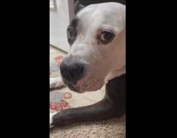 Collab BitchMp - Dog upset rain bark