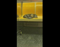 black grocery bag on seat moves on own