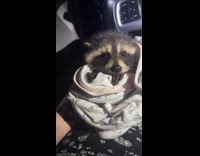 Woman sees baby racoon at gas station