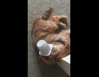 Brown cocker spaniel dog licks white container 