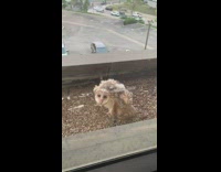 Brown owl sits stretches outside window girl